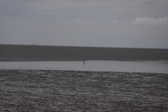 Ephippiorhynchus asiaticus