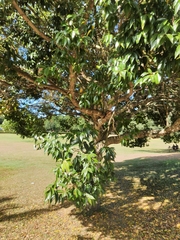 Cinnamomum burmanni