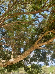 Cinnamomum burmanni