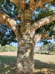 Cinnamomum burmanni