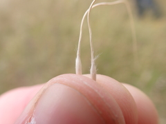 Austrostipa bigeniculata