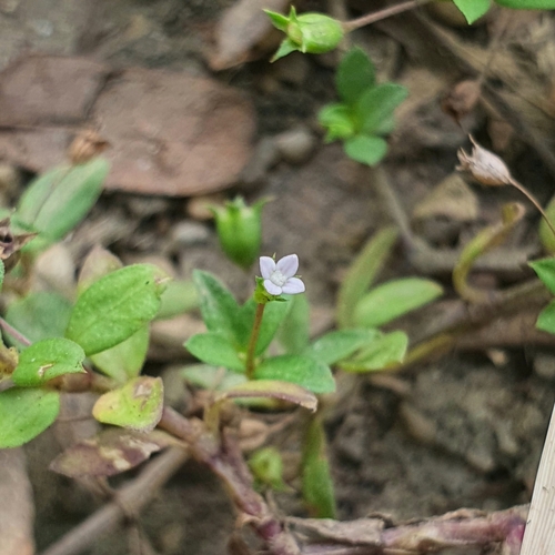 Image of Oldenlandia pumila by (c) pbsg, some rights reserved (CC BY)