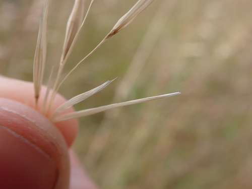 Image of Austrostipa bigeniculata by (c) Nina Kerr, some rights reserved (CC BY)