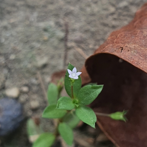 Image of Oldenlandia pumila by (c) pbsg, some rights reserved (CC BY)