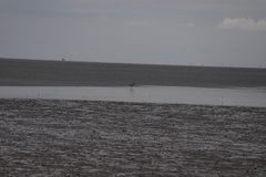 Ephippiorhynchus asiaticus