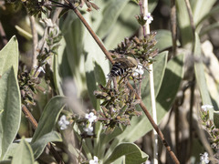 Colletes dimidiatus