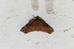 Achrosis rondelaria