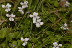 Viola silicestris