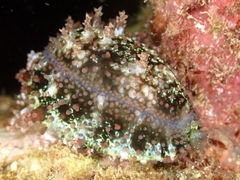 Monetaria caputserpentis