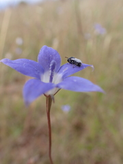 Wahlenbergia