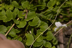 Viola silicestris