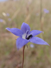 Wahlenbergia