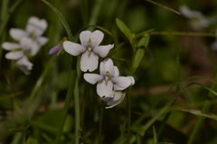 Viola silicestris