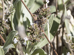 Colletes dimidiatus