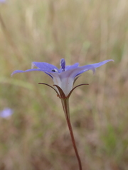 Wahlenbergia