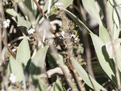 Colletes dimidiatus