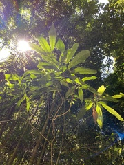 Elaeocarpus kirtonii