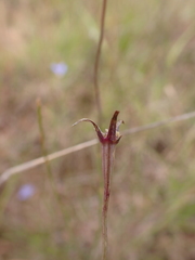 Wahlenbergia
