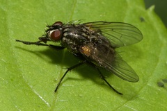 Muscidae