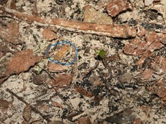 Anaxyrus terrestris