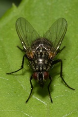 Muscidae