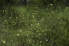 Apiales