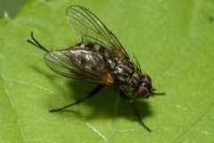 Muscidae