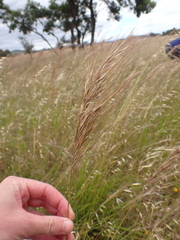 Austrostipa semibarbata