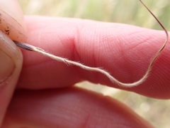 Austrostipa semibarbata