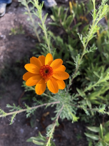 Adenophyllum cancellatum