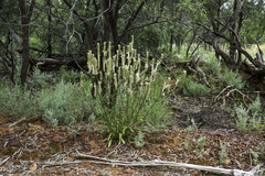 Ptilotus polystachyus