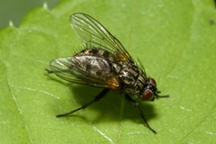Muscidae