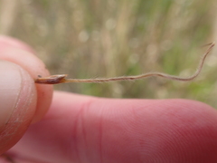 Austrostipa semibarbata