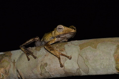 Polypedates otilophus