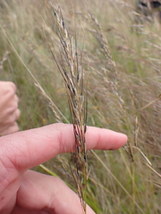 Austrostipa setacea