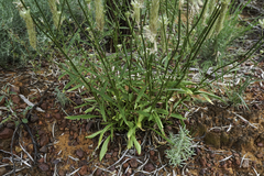 Ptilotus polystachyus