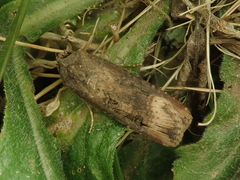 Agrotis ipsilon