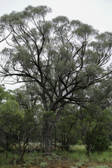 Acacia cambagei