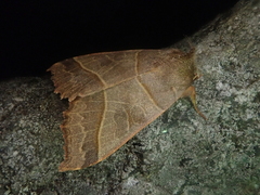 Telorta acuminata