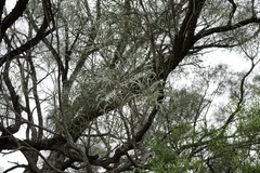 Acacia cambagei