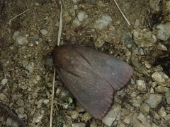 Amphipyra livida