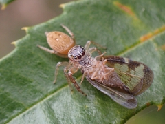 Opisthoncus polyphemus