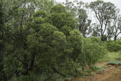 Eremophila mitchellii