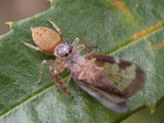 Opisthoncus polyphemus