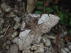 Phalerodonta manleyi