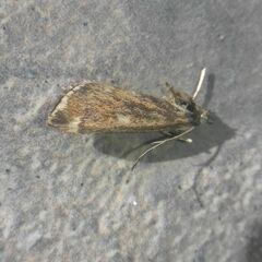 Loxostege sticticalis