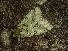 Daseochaeta viridis