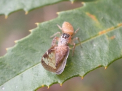 Opisthoncus polyphemus