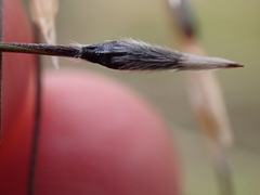 Austrostipa setacea