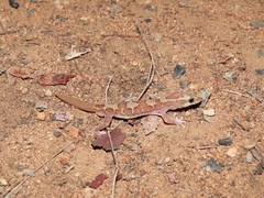 Lucasium steindachneri